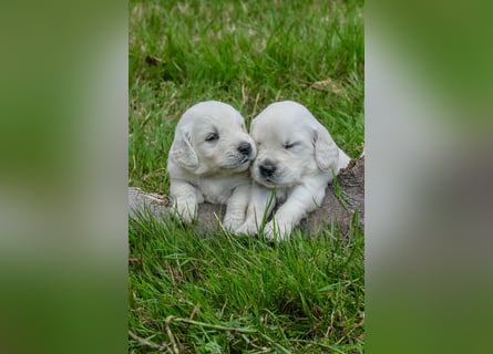 Golden Retriever Welpen - mit Ahnentafel