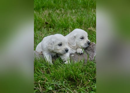Golden Retriever Welpen - mit Ahnentafel