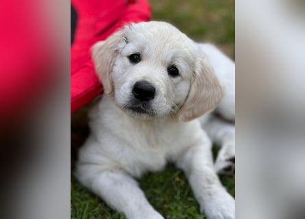 Wurfplanung Golden Retriever vom Kronenhofe 2026