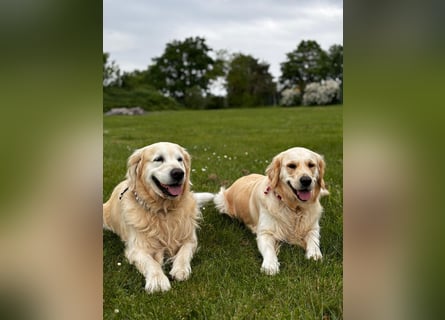 Wurfplanung Golden Retriever vom Kronenhofe 2026
