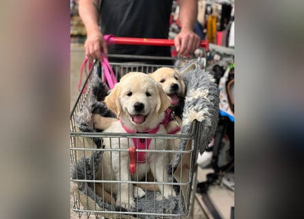 Wurfplanung Golden Retriever vom Kronenhofe 2026