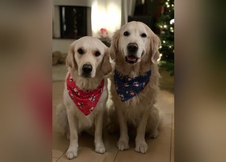 Wurfplanung Golden Retriever vom Kronenhofe 2026