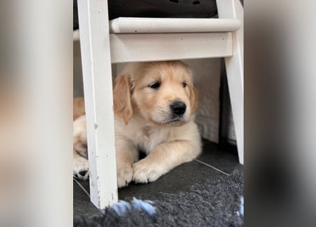 Wurfplanung Golden Retriever vom Kronenhofe 2026