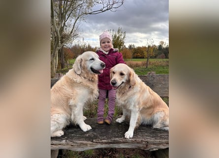 Wurfplanung Golden Retriever vom Kronenhofe 2026