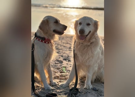 Wurfplanung Golden Retriever vom Kronenhofe 2026