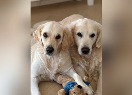 Wurfplanung Golden Retriever vom Kronenhofe 2026