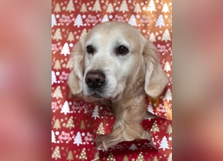 Wurfplanung Golden Retriever vom Kronenhofe 2026