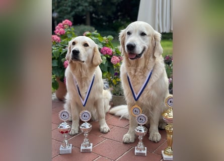 Wurfplanung Golden Retriever vom Kronenhofe 2026