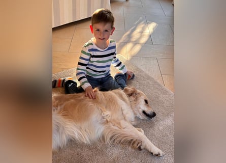 Wurfplanung Golden Retriever vom Kronenhofe 2026