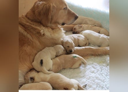 Wurfplanung Golden Retriever vom Kronenhofe 2026