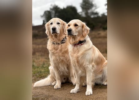 Wurfplanung Golden Retriever vom Kronenhofe 2026