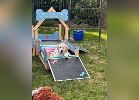 Wurfplanung Golden Retriever vom Kronenhofe 2026