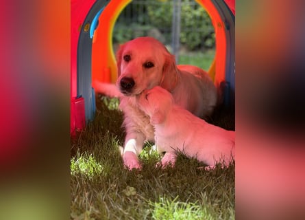 Wurfplanung Golden Retriever vom Kronenhofe 2026