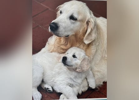 Wurfplanung Golden Retriever vom Kronenhofe 2026