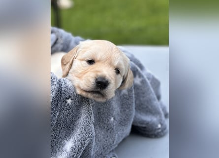 Wurfplanung Golden Retriever vom Kronenhofe 2026