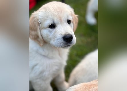 Wurfplanung Golden Retriever vom Kronenhofe 2026