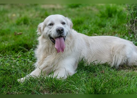 Golden Retriever Welpen - mit Ahnentafel