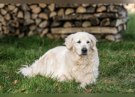 Golden Retriever Welpen - mit Ahnentafel
