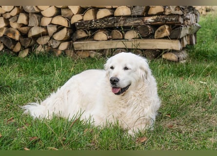 Golden Retriever Welpen - mit Ahnentafel