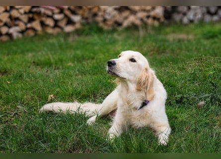 Golden Retriever Welpen - mit Ahnentafel