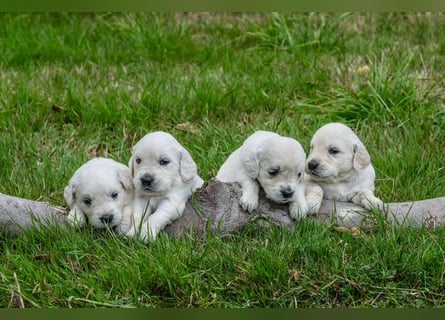 Golden Retriever Welpen - mit Ahnentafel
