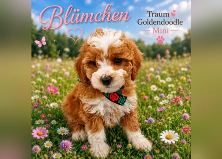 Traumhafte Mini Goldendoodle Mädels suchen schönes Zuhause