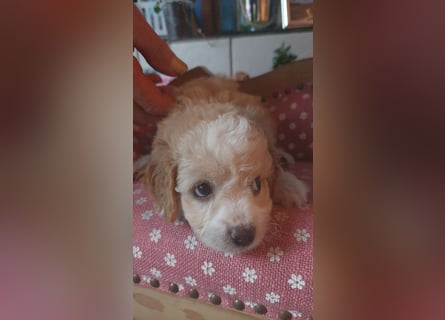 Traumhafte Mini Goldendoodle Mädels suchen schönes Zuhause