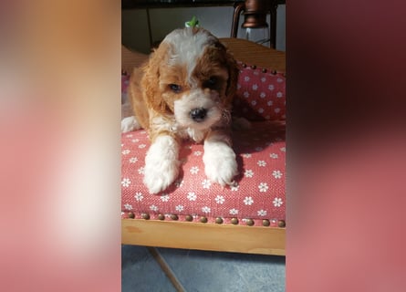 Traumhafte Mini Goldendoodle Mädels suchen schönes Zuhause