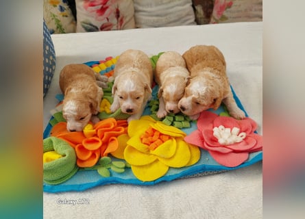 Traumhafte Mini Goldendoodle Mädels suchen schönes Zuhause