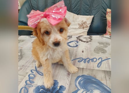 Traumhafte Mini Goldendoodle Mädels suchen schönes Zuhause