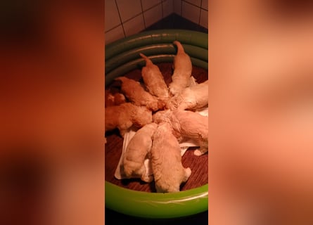 Traumhafte Mini Goldendoodle Mädels suchen schönes Zuhause