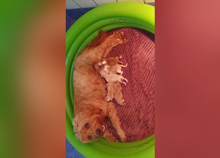 Traumhafte Mini Goldendoodle Mädels suchen schönes Zuhause