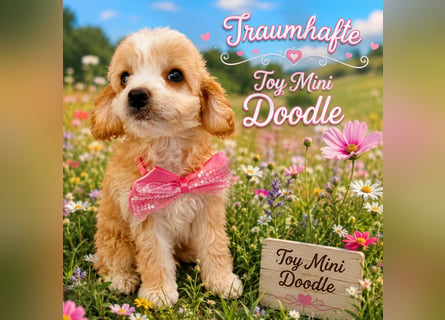 Traumhafte Mini Goldendoodle Mädels suchen schönes Zuhause