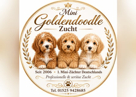 Traumhafte Mini Goldendoodle Mädels suchen schönes Zuhause