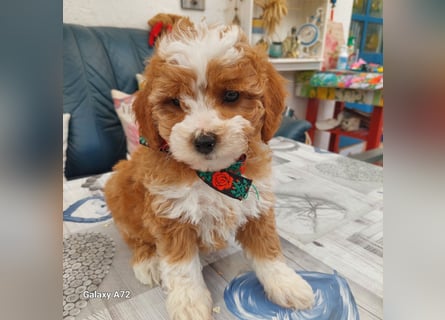 Traumhafte Mini Goldendoodle Mädels suchen schönes Zuhause