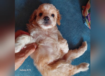 Traumhafte Mini Goldendoodle Mädels suchen schönes Zuhause