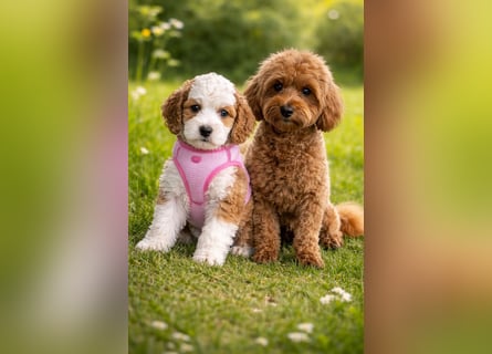Traumhafte Mini Goldendoodle Mädels suchen schönes Zuhause