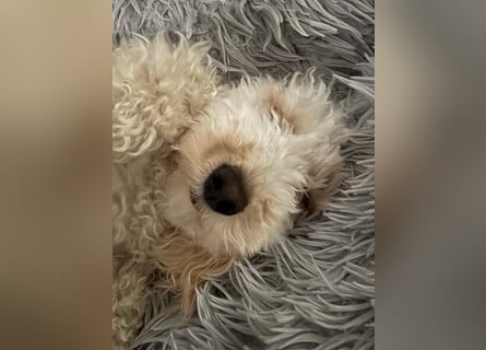 Goldendoodle Deckrüde – gesund, intelligent & familienfreundlich ( Teddybär)