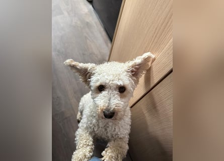 Goldendoodle Deckrüde – gesund, intelligent & familienfreundlich ( Teddybär)