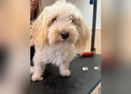 Goldendoodle Deckrüde – gesund, intelligent & familienfreundlich ( Teddybär)