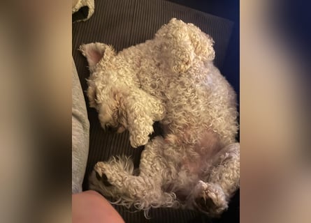 Goldendoodle Deckrüde – gesund, intelligent & familienfreundlich ( Teddybär)