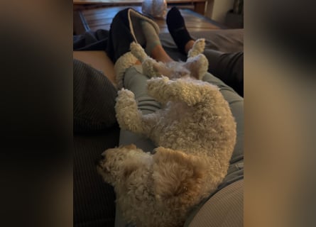 Goldendoodle Deckrüde – gesund, intelligent & familienfreundlich ( Teddybär)
