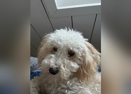 Goldendoodle Deckrüde – gesund, intelligent & familienfreundlich ( Teddybär)
