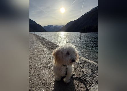 Goldendoodle Deckrüde – gesund, intelligent & familienfreundlich ( Teddybär)