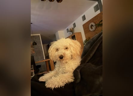 Goldendoodle Deckrüde – gesund, intelligent & familienfreundlich ( Teddybär)