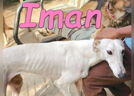 Iman geb. 09/2025 (RO) - Notfellchen sucht ihr Glück!