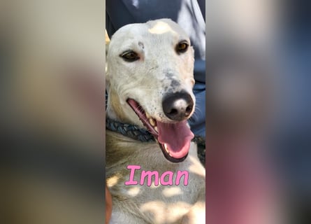 Iman geb. 09/2025 (RO) - Notfellchen sucht ihr Glück!