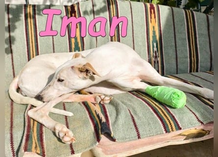 Iman geb. 09/2025 (RO) - Notfellchen sucht ihr Glück!