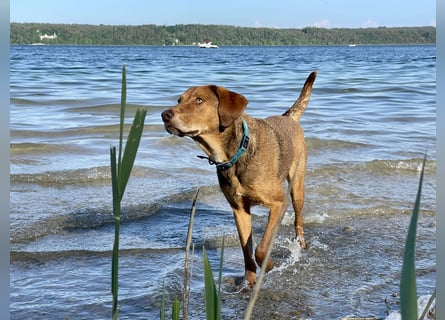 Traumhafter Brackenmix Poldi (5 J.) sucht ambitionierte Jagdhundefans!