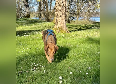 Traumhafter Brackenmix Poldi (5 J.) sucht ambitionierte Jagdhundefans!